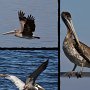 <p align=left>Les pélicans bruns, mes oiseaux favoris dans le sud. Je les aime bien quand ils volent en groupe, mais à Clewiston, le long de la digue, ils étaient plutôt du genre inidividuel.